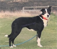 "Mystic View Emjay" 2018 Border Collie Female