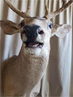 Taxidermy Mule Deer Mount in velvet