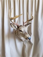 Taxidermy White Tail mount