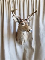 Taxidermy White Tail mount