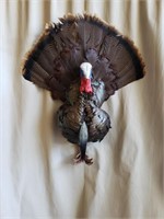 Taxidermy Turkey mount 1/2 body