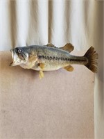 Large mouth Bass 18" Taxidermy