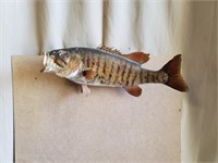 Small Mouth bass 17 1/2 Taxidermy