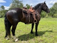 TREY 10 YEAR OLD DRAFT CROSS GELDING *VIDEO*