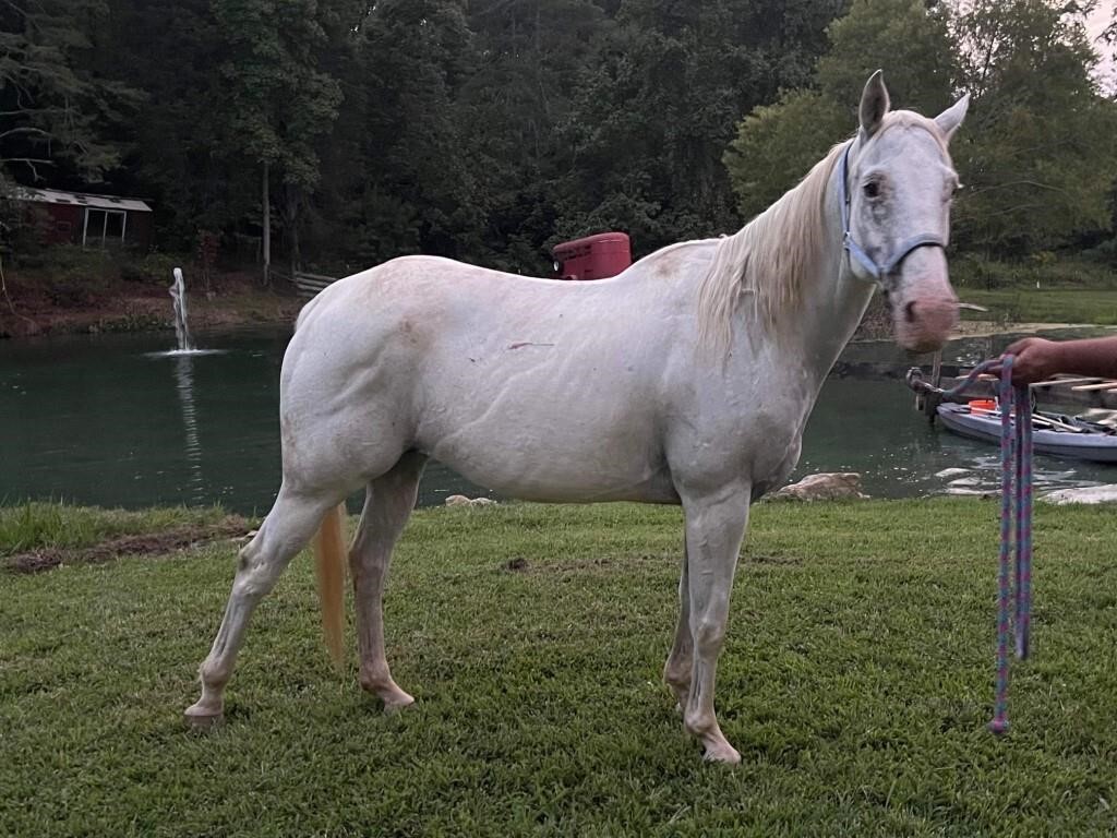 Knoxville Livestock Horse Auction Catalog Sale