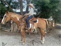 14 YEAR OLD PAINT RANCH GELDING