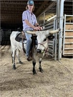 3 YEAR OLD LONGHORN COW