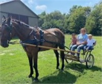 REX 18 YEAR OLD DRIVING HORSE *VIDEO*