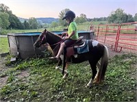 8 YEAR OLD PAINT MARE PONY