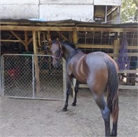 CHANCE 1 YEAR OLD QH/WALKING HORSE CROSS