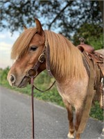 BOB 5 YEAR OLD RED ROAN PONY *VIDEO*