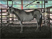 Grulla & White Paint Mare