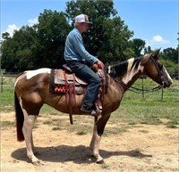 Kissie Bo - 2008 Model APHA Mare