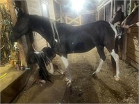 15 Yr Old Gaited Grade Paint Mare