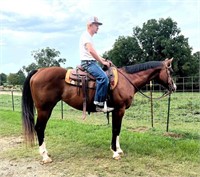 Ruhlin's Classie Angel - 2006 APHA/AQHA Model Mare