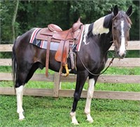 11 YEAR OLD PAINT GELDING