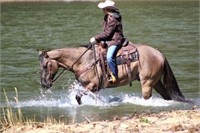 8 YEAR OLD GRULLA GELDING