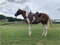 5 YEAR OLD SPOTTED SADDLE HORSE VIDEO