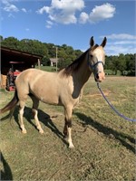 14 YEAR OLD BUCKSKIN/WHITE TWH MARE *VIDEO*