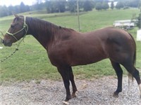 TANK 11 YEAR OLD GELDING