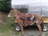 RUBY 11 YEAR OLD RED ROAN MARE MULE