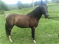 11 YEAR OLD PAINT MARE