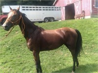14 YEAR OLD NATIONAL BRED MARE