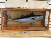 Vintage  ( skip jack tuna ?? ) fish mount in