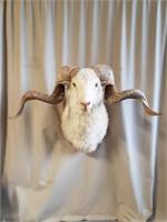 Merino sheep Ram from Spain mount taxidermy