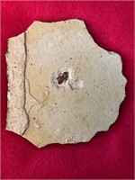 Bug Insect Fossil