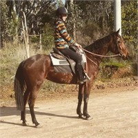 (VIC) KNOW REPLY - STANDARDBRED MARE