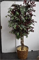 Artificial Accent  Fig Tree