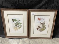 Pair Hummingbird Framed Prints