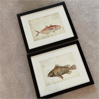 2 Framed Fish Pictures