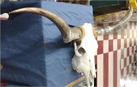 Longhorn cow skull w appx 56 inch horn span