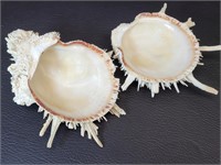 Florida Spiny Sea Shell