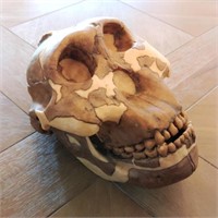 Somso
 Australopithecus Boisei Model Skull