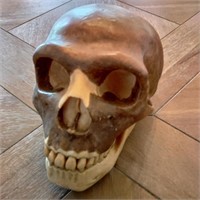 Somso Homo Neanderthensis Model Skull