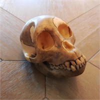 Somso Proconsul Africanus Model Skull