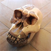 Somso Homo Habilis O.H.24 Skull