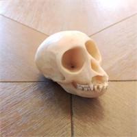 Accoutrements Skull