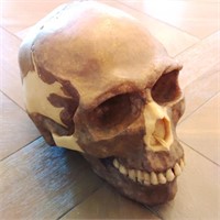 Somso Homo Sapiens Sapiens Model Skull