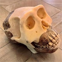 Somso Homo Erectus Model Skull