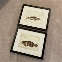 Pair of Framed Fish Prints (LR)
