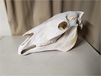 Complete Horse Skull with bottom Jaw
