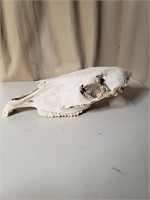 Horse Skull