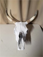 Steer Skull with horns