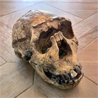 Bone Clone Model Skull