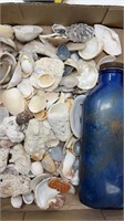 Message in a Bottle Cobalt Glass Seashells