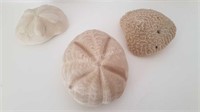 3 CORAL & SHELL PIECES